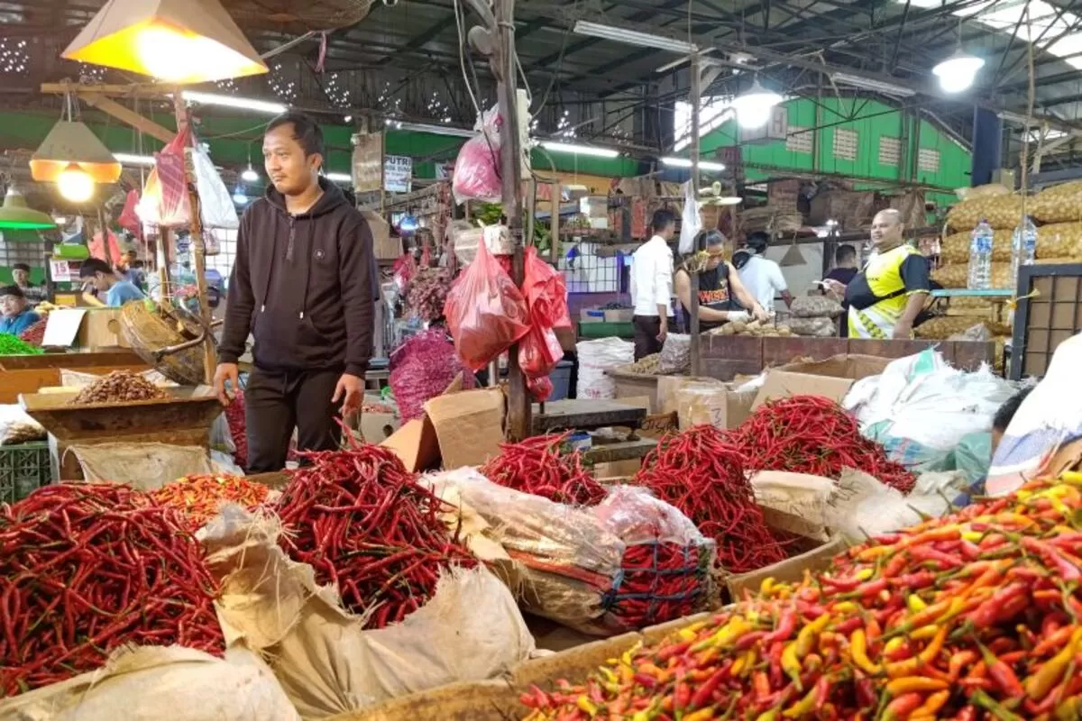 harga cabai