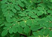 Daun Kelor Populer di RI, Kok Ditolak Australia?