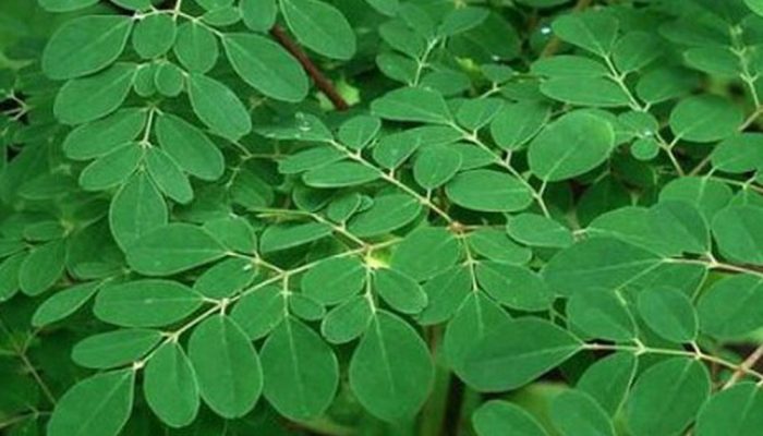 Daun Kelor Populer di RI, Kok Ditolak Australia?