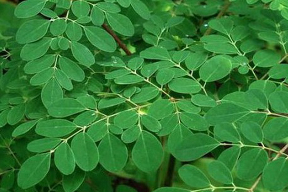 Daun Kelor Populer di RI, Kok Ditolak Australia?