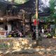 Arbore