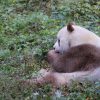 Qi Zai, Panda Cokelat Langka yang Menarik Perhatian Dunia