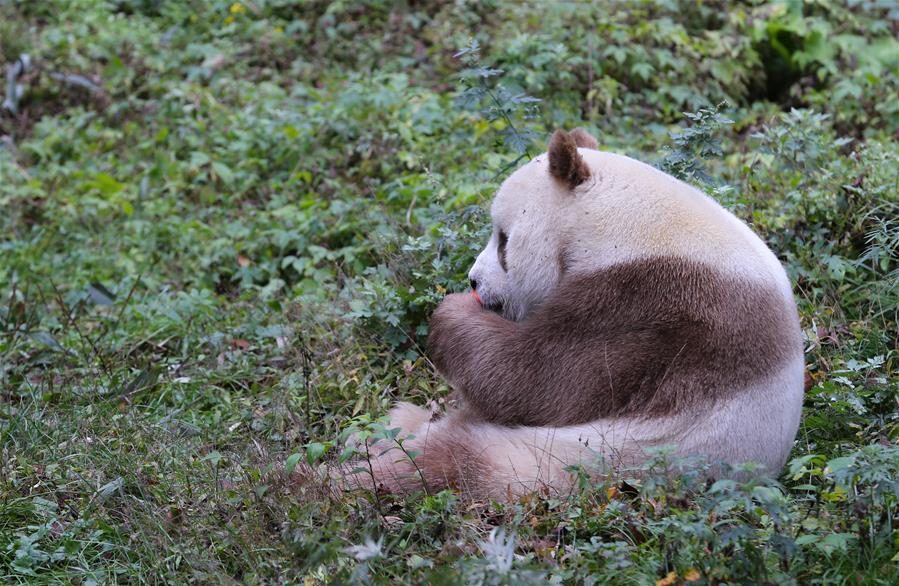 Qi Zai, Panda Cokelat Langka yang Menarik Perhatian Dunia