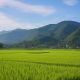 Bulog Cianjur Pastikan GKG Petani Terserap