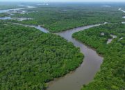 Mangrove Jadi Tameng Pesisir IKN