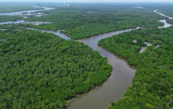 Mangrove Jadi Tameng Pesisir IKN