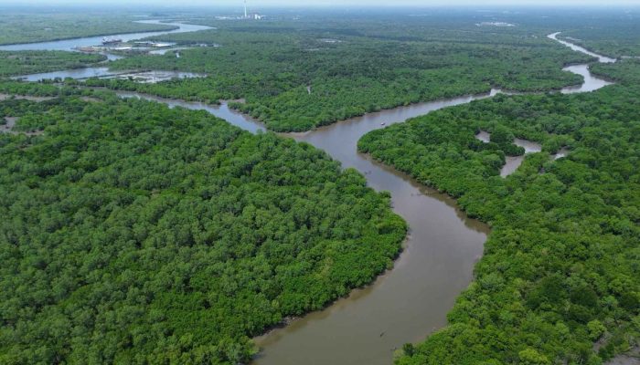 Mangrove Jadi Tameng Pesisir IKN