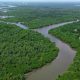 Mangrove Jadi Tameng Pesisir IKN