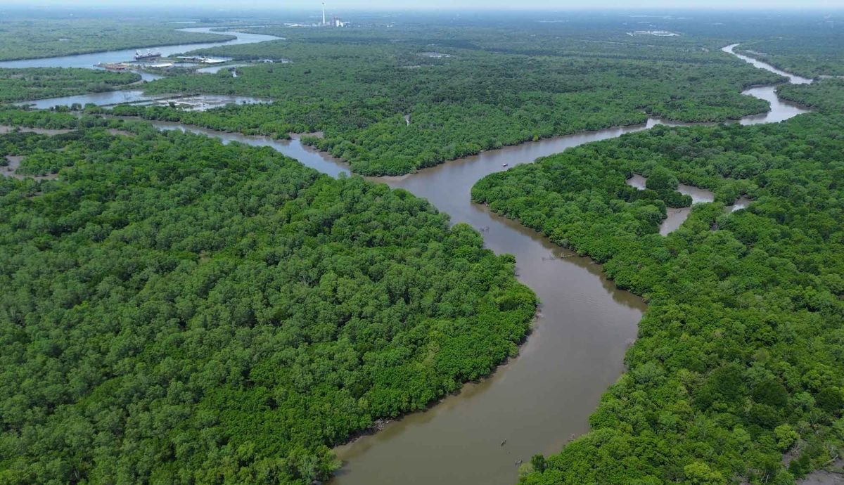 Mangrove Jadi Tameng Pesisir IKN