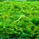 Rumput Laut Kini Bernilai Ganda di China