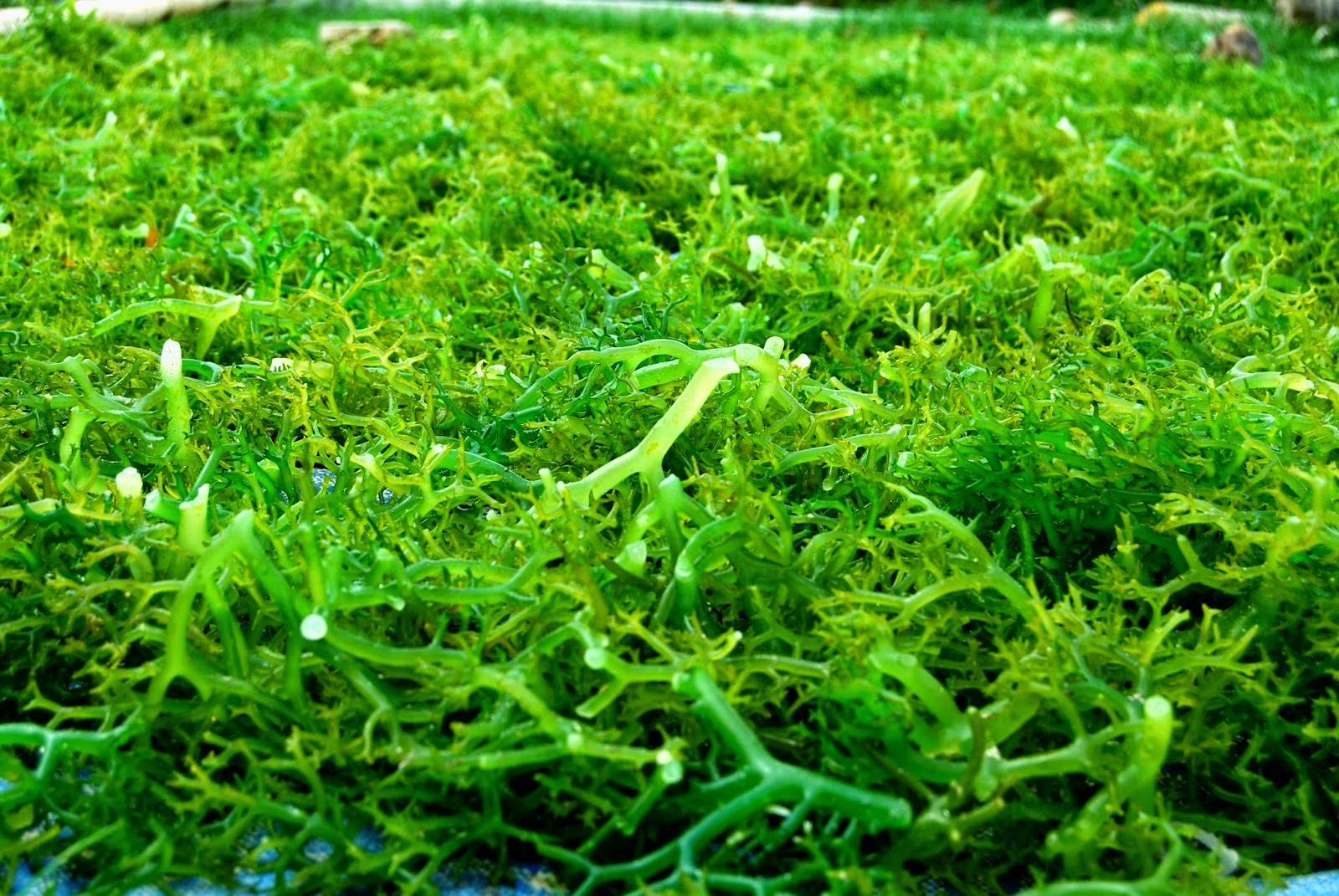Rumput Laut Kini Bernilai Ganda di China